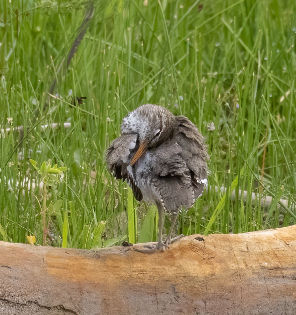 Spotted Sandpiper - ML460533581