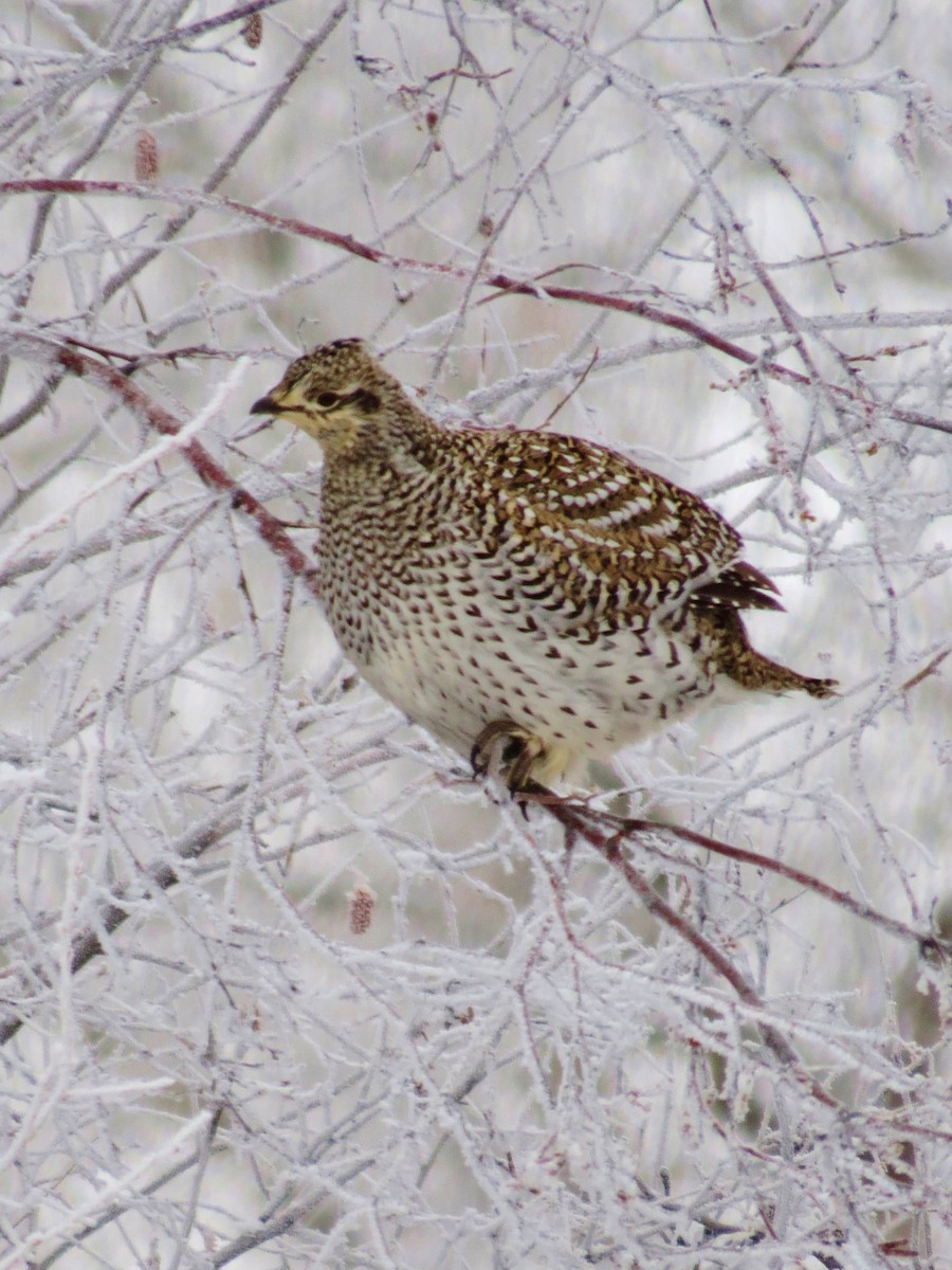 Sharp-tailed Grouse - Marya Moosman