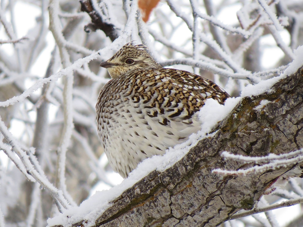 Sharp-tailed Grouse - ML46053471