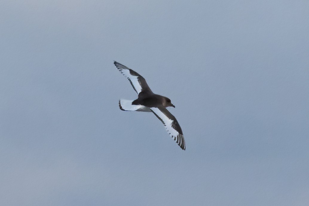 Antarctic Petrel - ML460535311