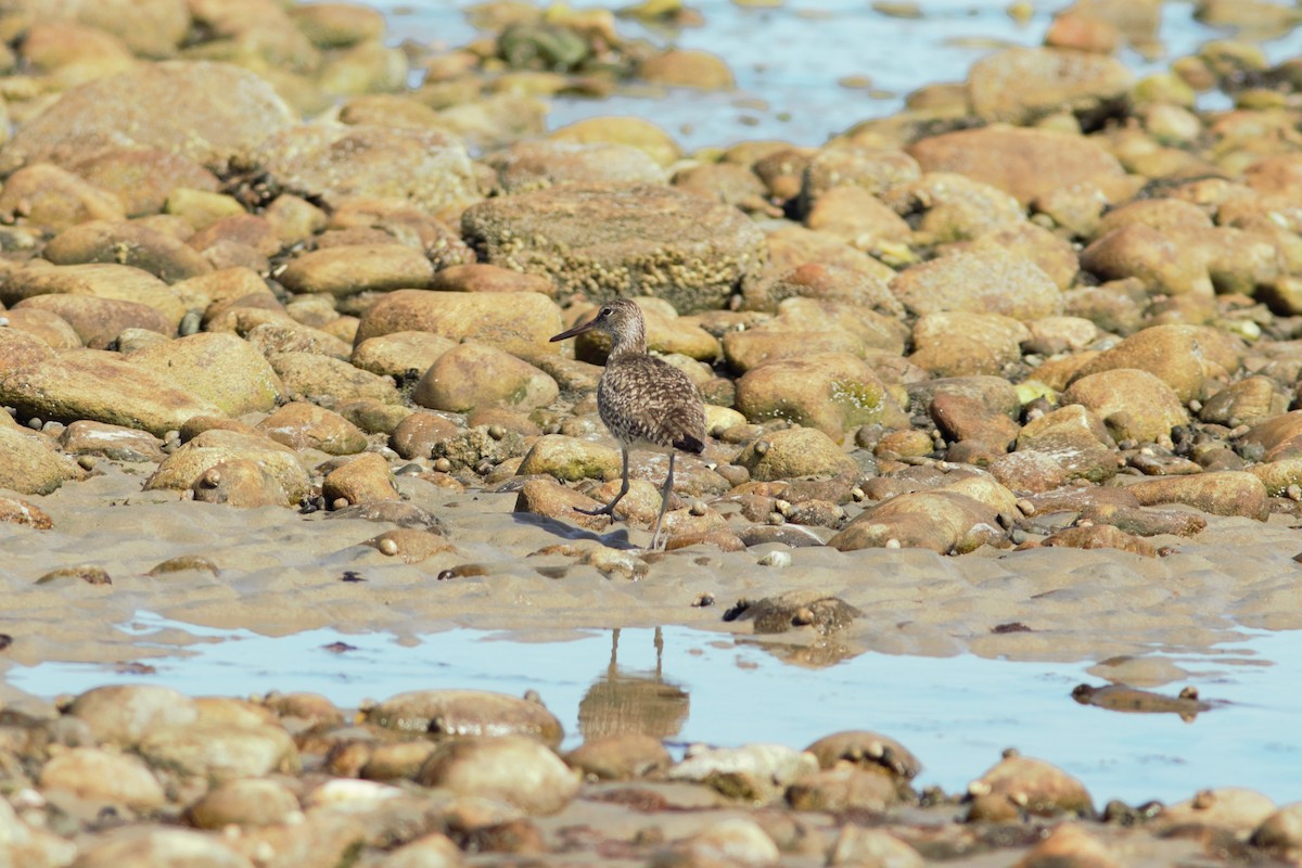 Willet - ML460536071