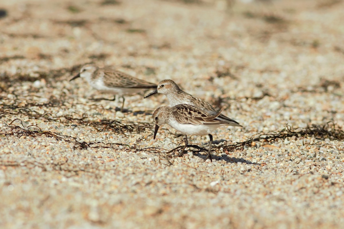 Semipalmated Sandpiper - ML460536101