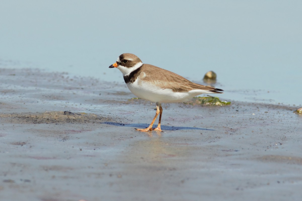 Semipalmated Plover - ML460536421