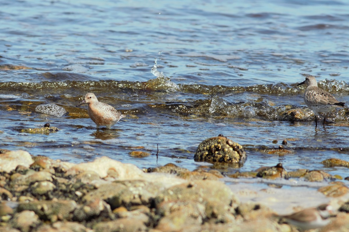 Red Knot - ML460536571