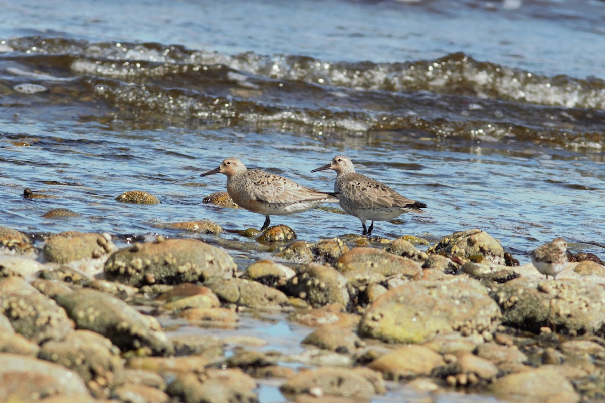 Red Knot - ML460536621