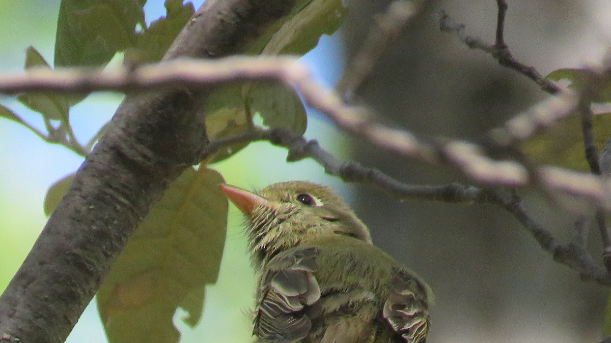 Western Flycatcher (Cordilleran) - ML460537241