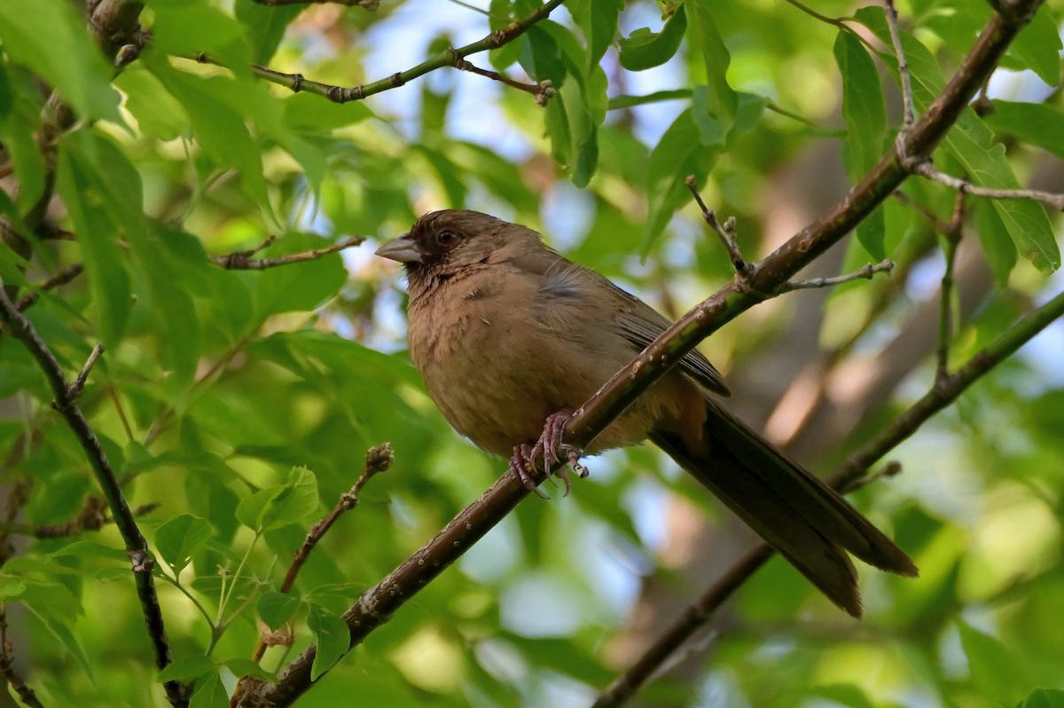 Abert's Towhee - ML460540361
