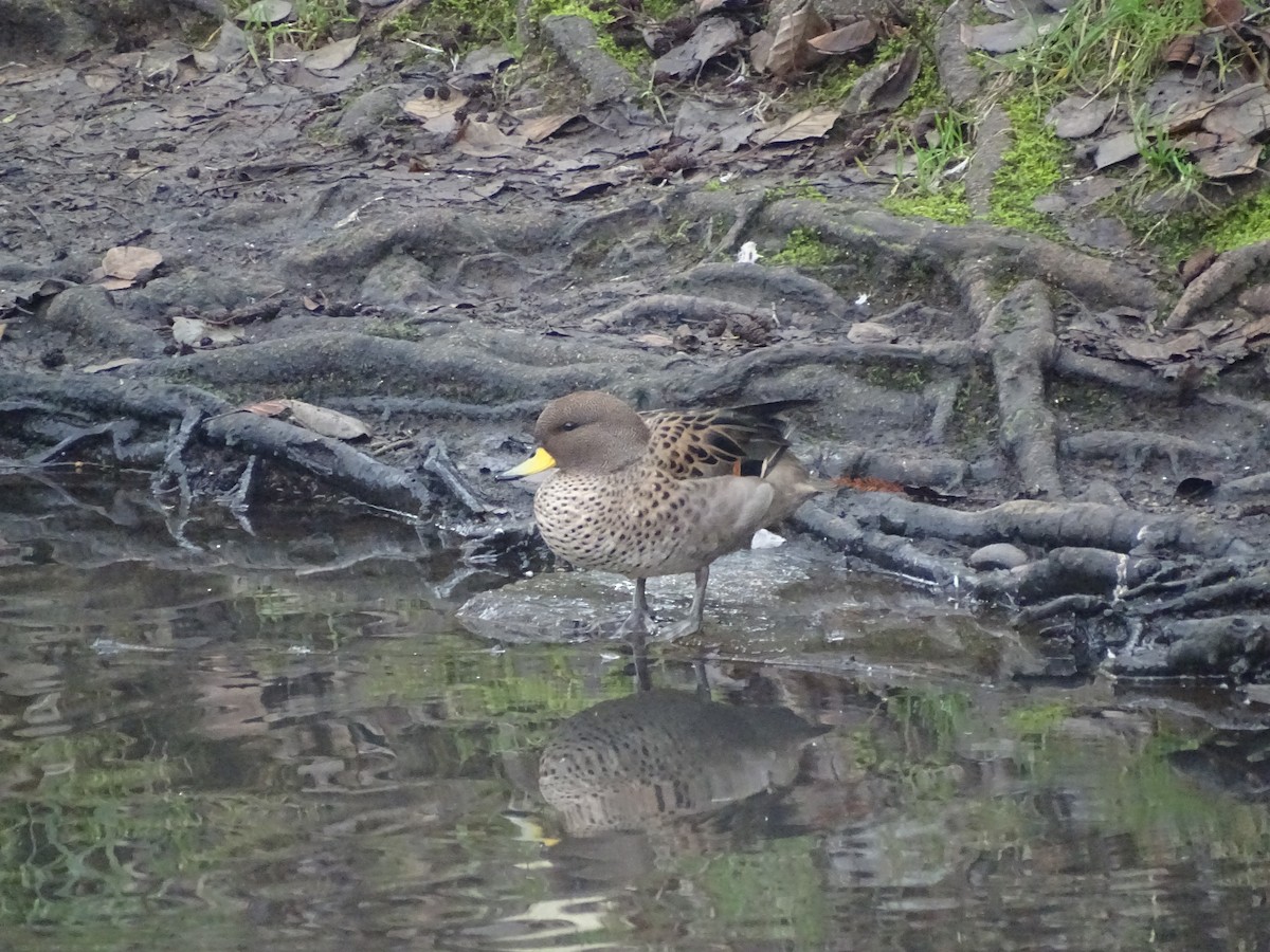 Yellow-billed Teal - ML460540561