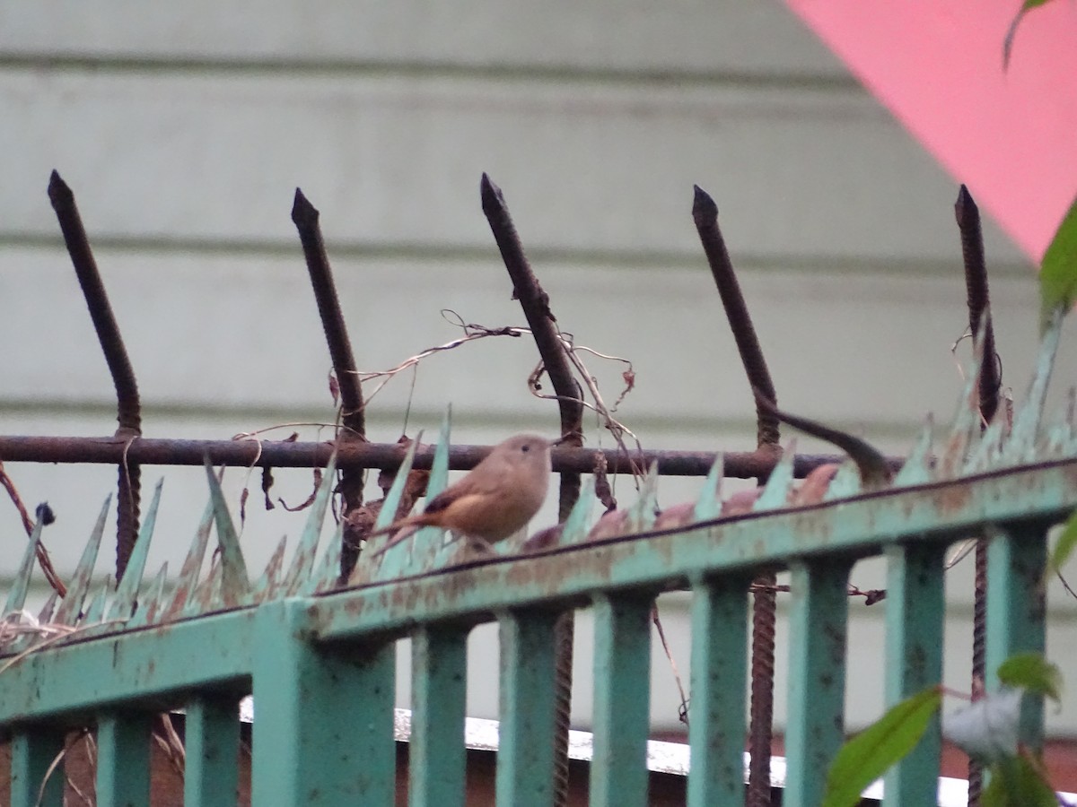 House Wren - Nicole Arcaya-Orrego