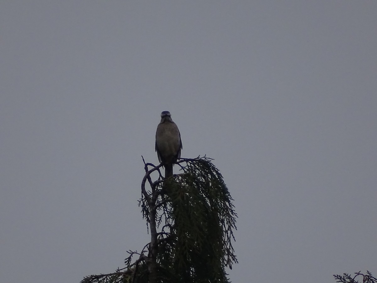 Chilean Mockingbird - ML460540961