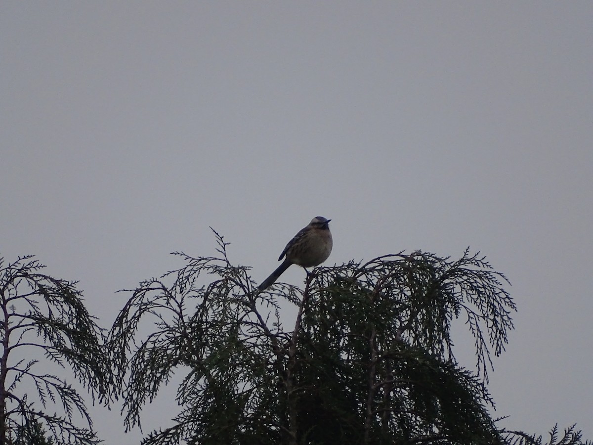 Chilean Mockingbird - ML460541001