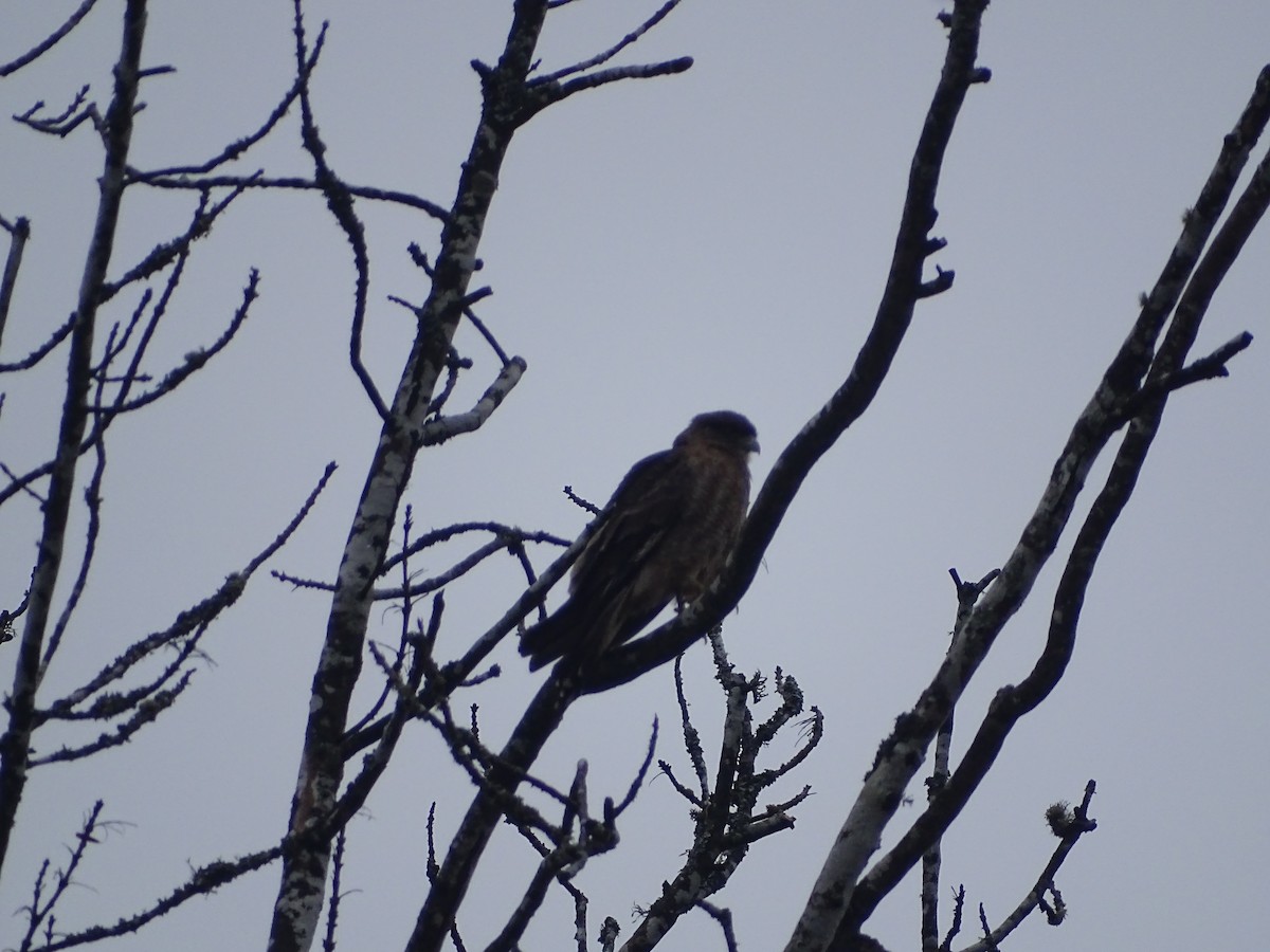 Chimango Caracara - ML460541101