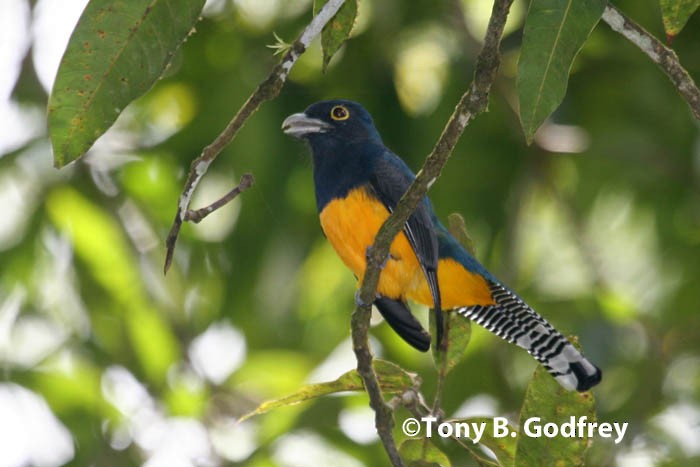 Guianan Trogon - ML46054331