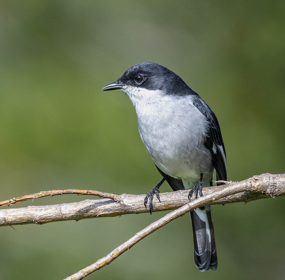 Fiscal Flycatcher - ML460543411
