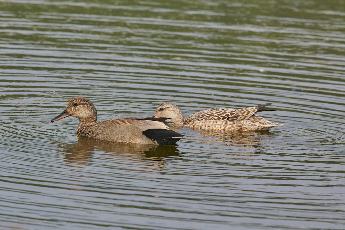 Gadwall - ML460544951