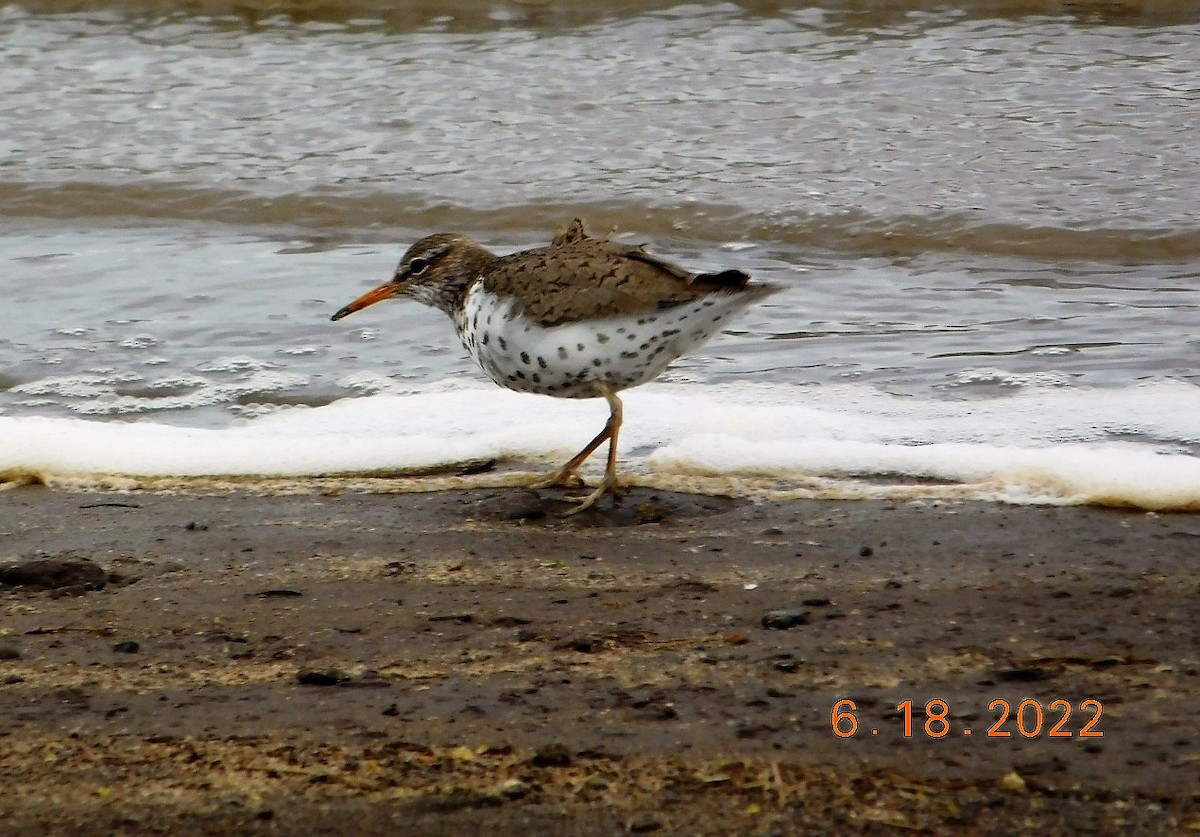 Spotted Sandpiper - ML460547961