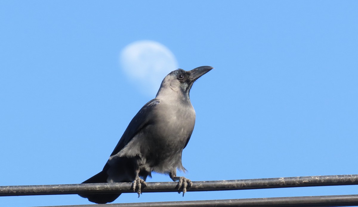 House Crow - ML460550451