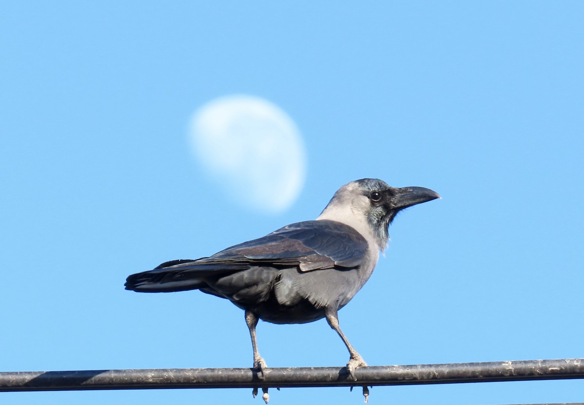 House Crow - ML460550461