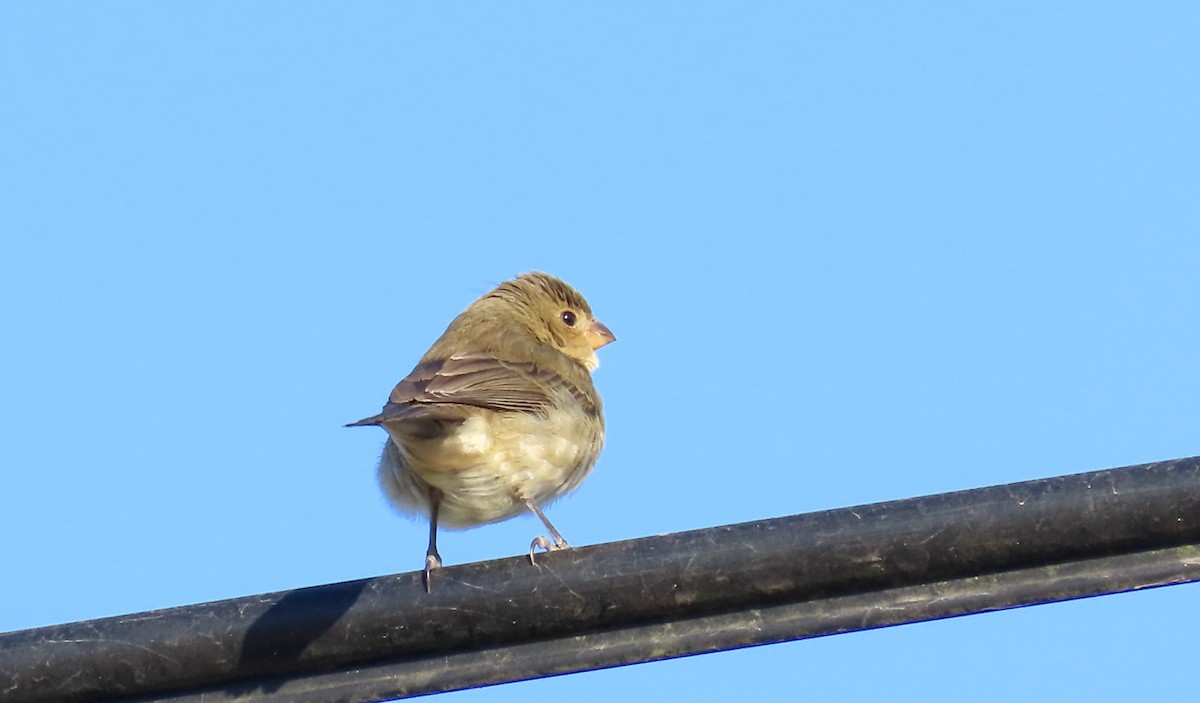 Double-collared Seedeater - ML460550841