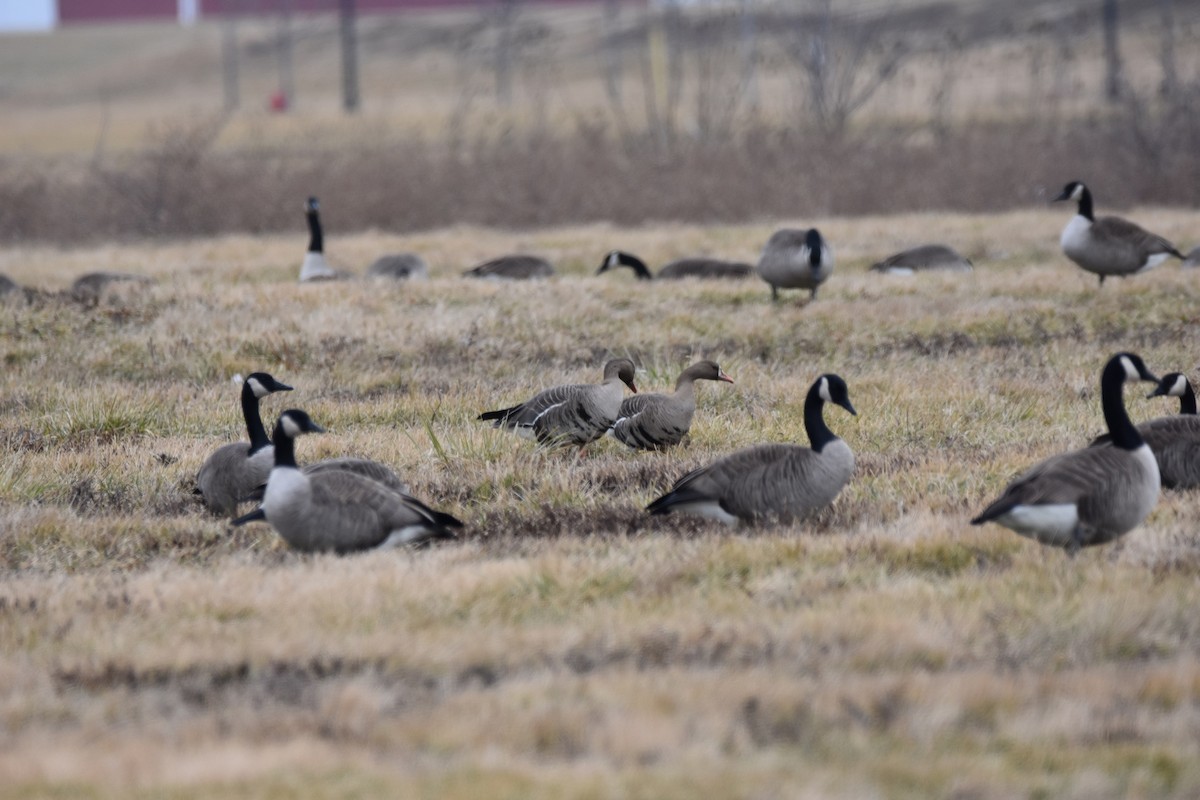 Greater White-fronted Goose - ML46055111