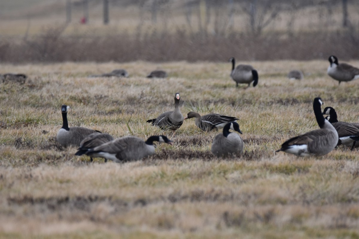 Greater White-fronted Goose - ML46055121