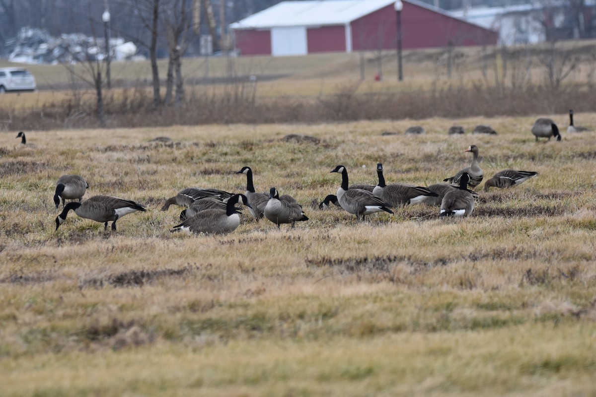 Greater White-fronted Goose - ML46055131