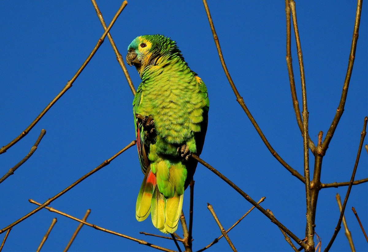 Turquoise-fronted Amazon - ML460551461
