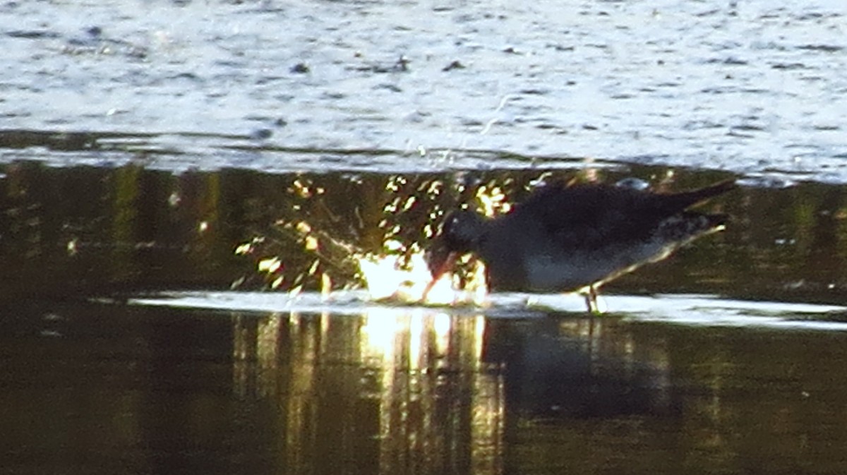 Hudsonian Godwit - ML460551621