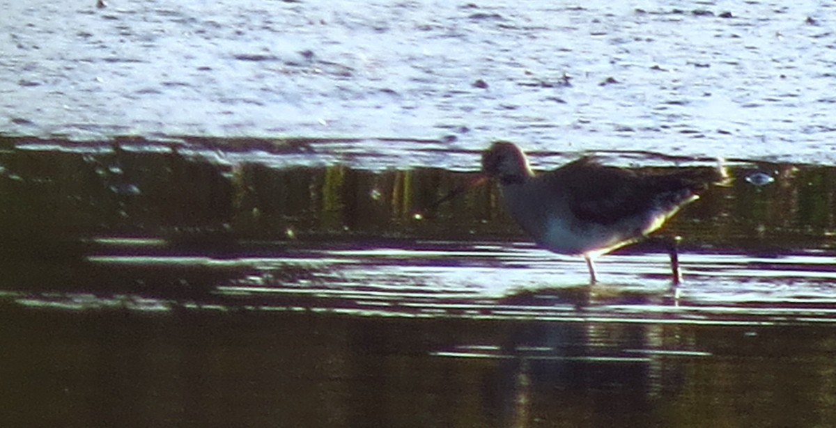 Hudsonian Godwit - ML460551631