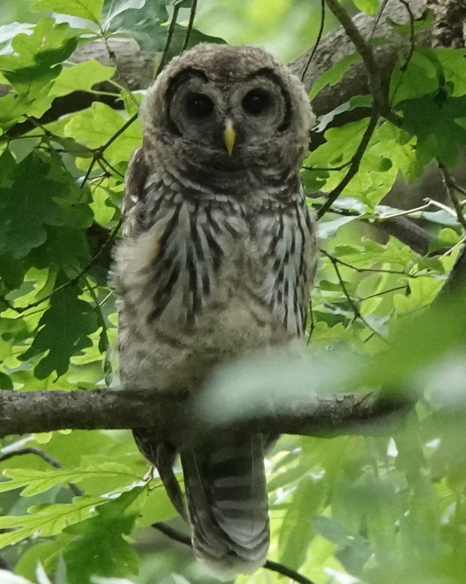 Barred Owl - ML460552041