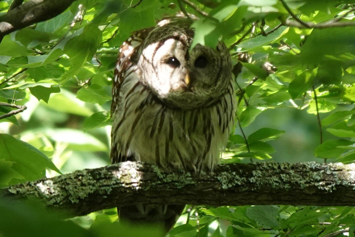 Barred Owl - ML460552091