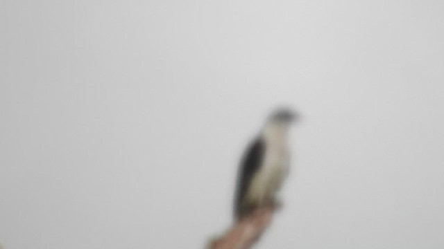 Bec-en-croc de Cayenne - ML460552491