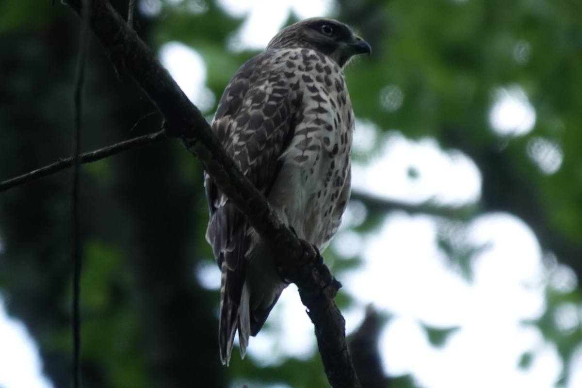 Red-shouldered Hawk - ML460552641