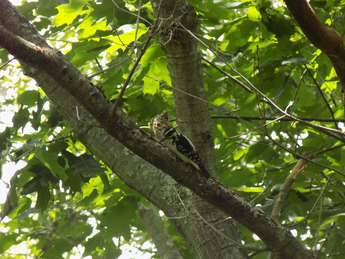 Hairy Woodpecker - ML460553651