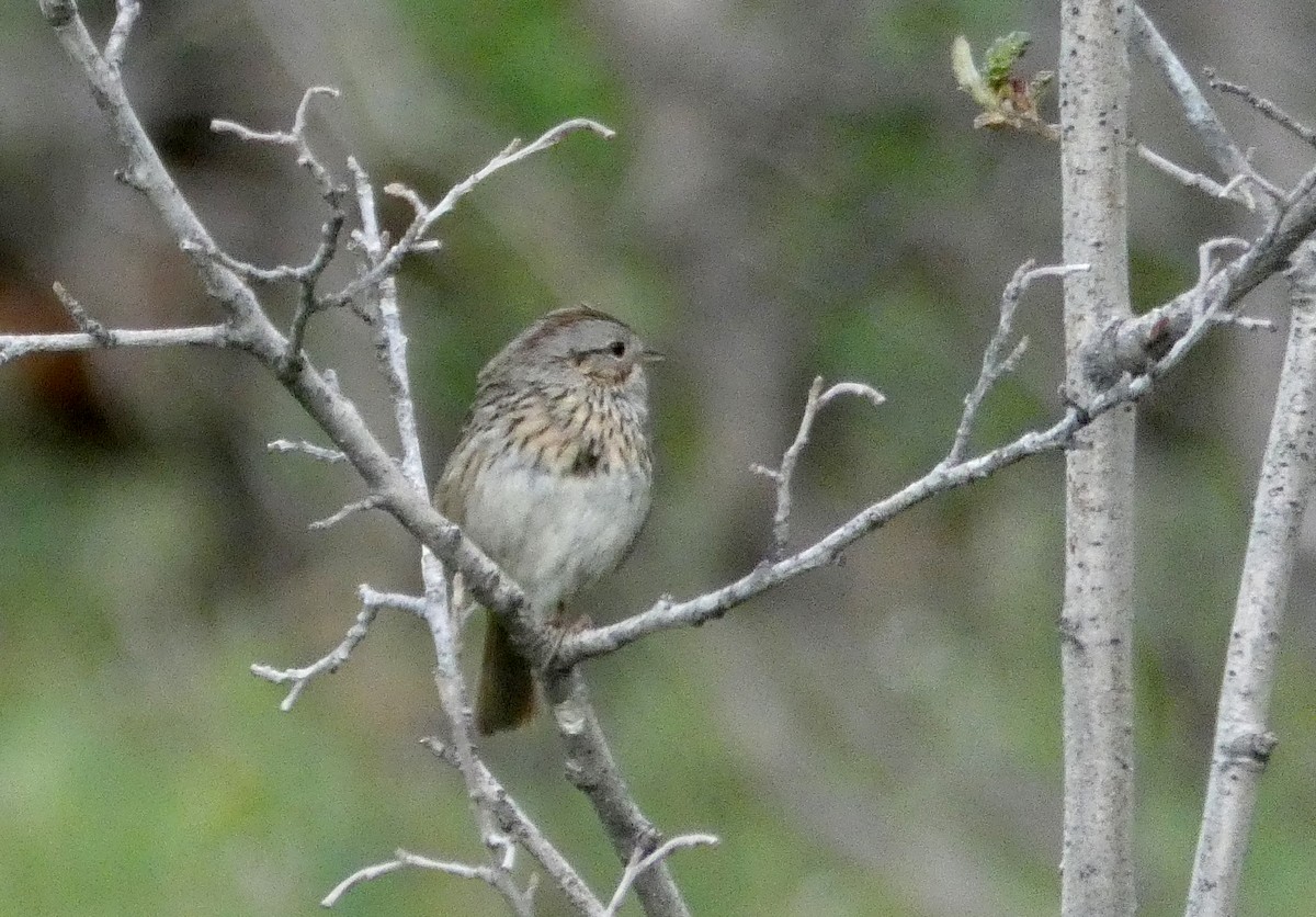 Lincoln's Sparrow - ML460553761