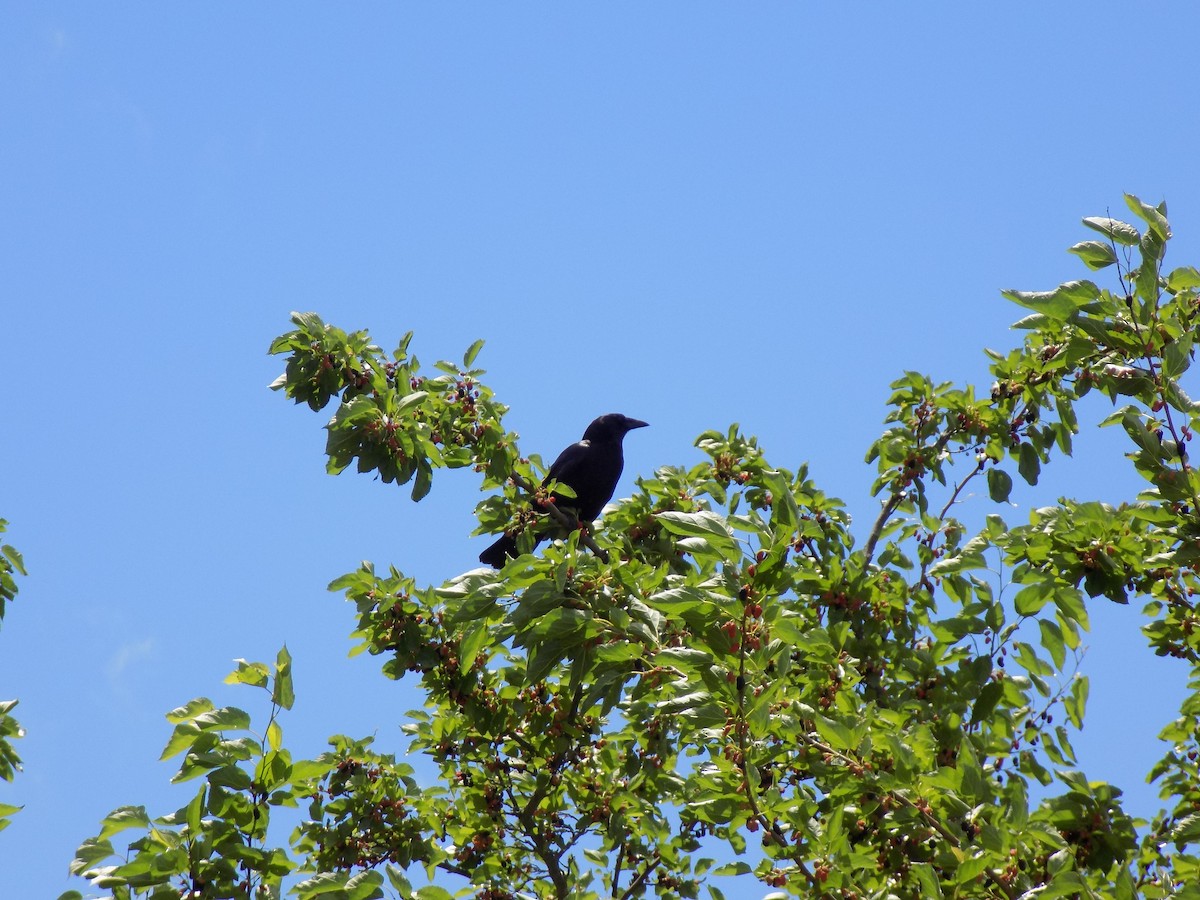 crow sp. - ML460553771