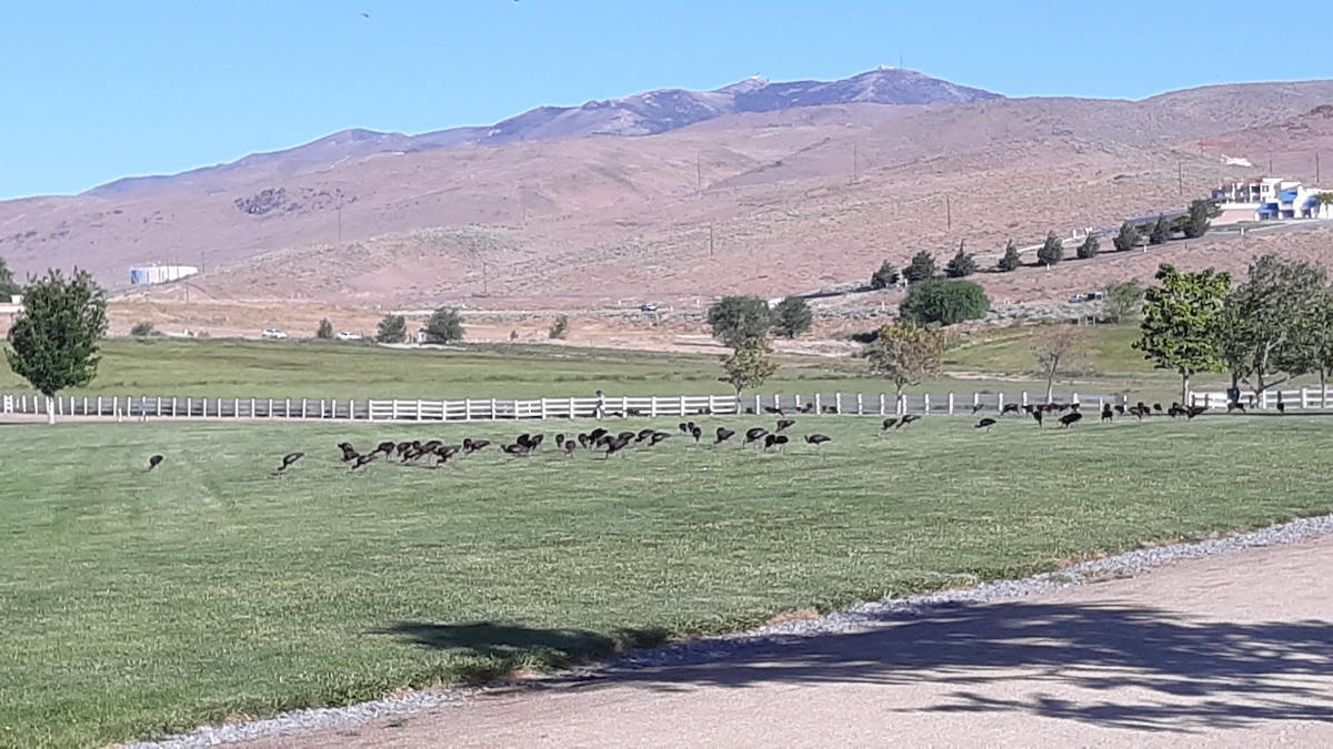 White-faced Ibis - ML460553781