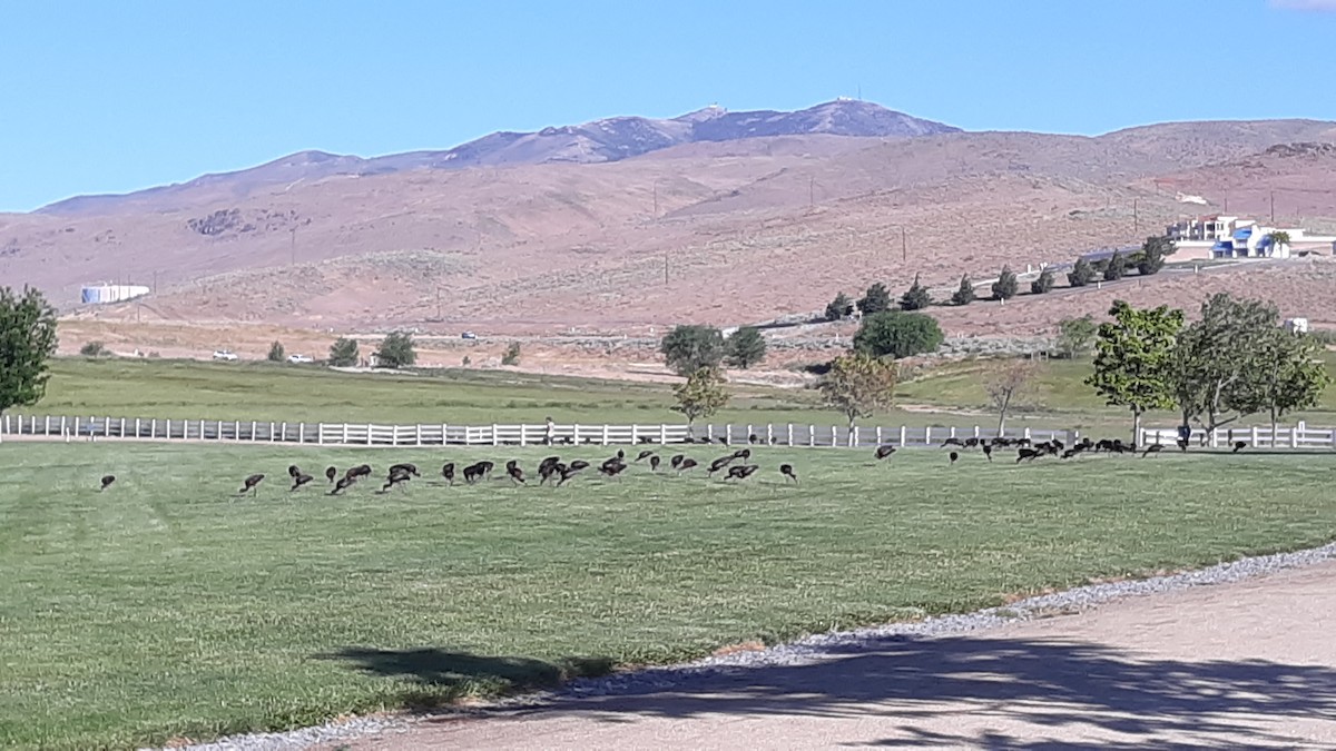 White-faced Ibis - ML460553791