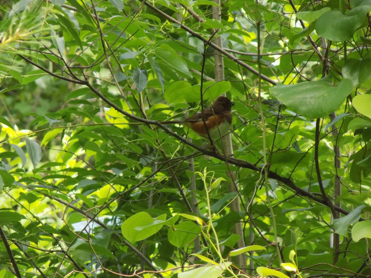Eastern Towhee - ML460553931