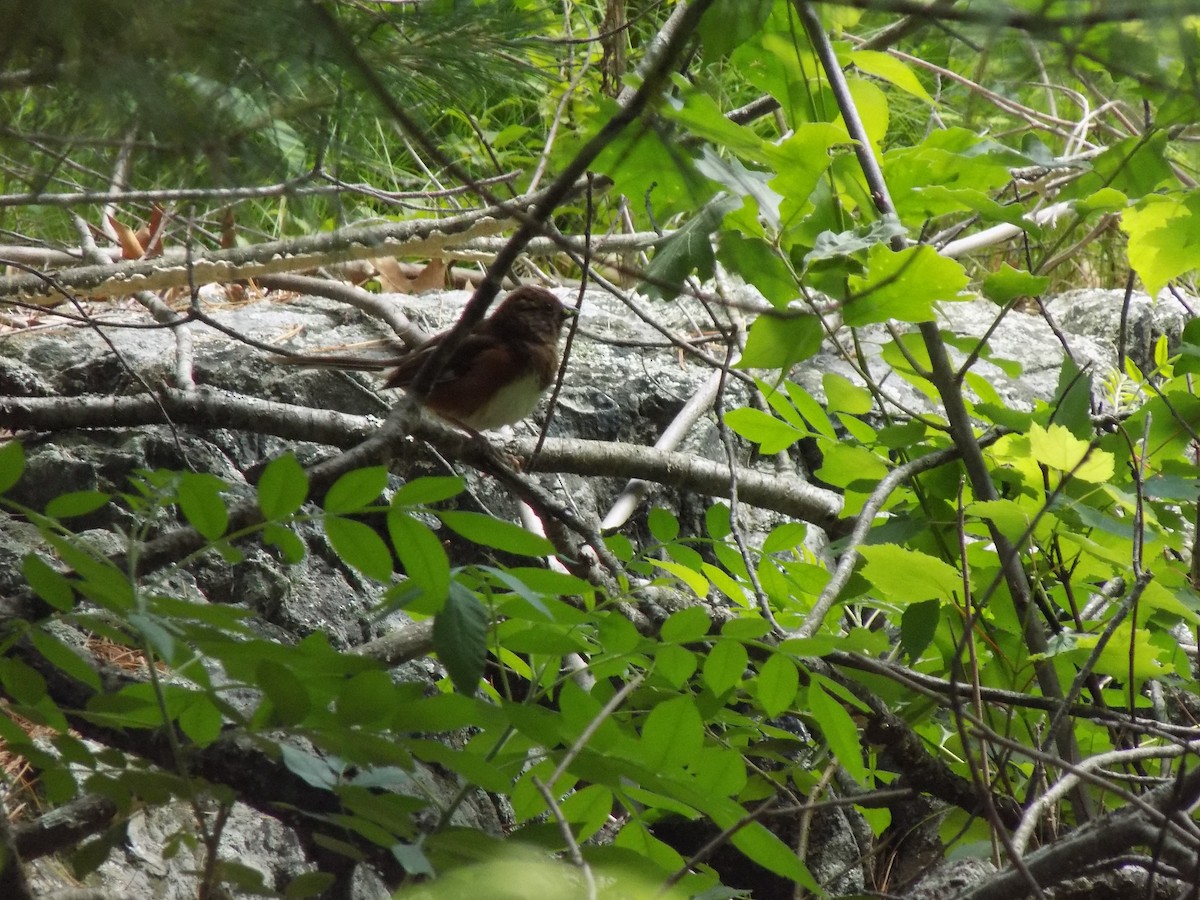 Eastern Towhee - ML460553941