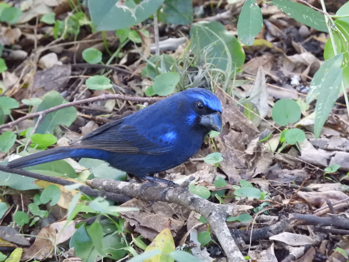 Ultramarine Grosbeak - ML460555571