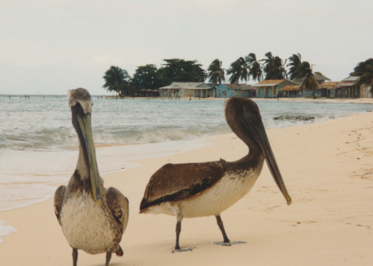 Brown Pelican - ML460556131