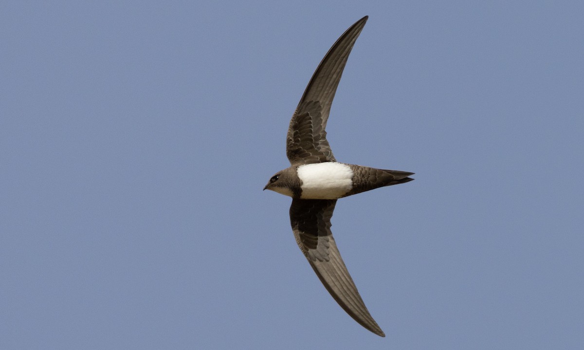 Alpine Swift - ML460556431