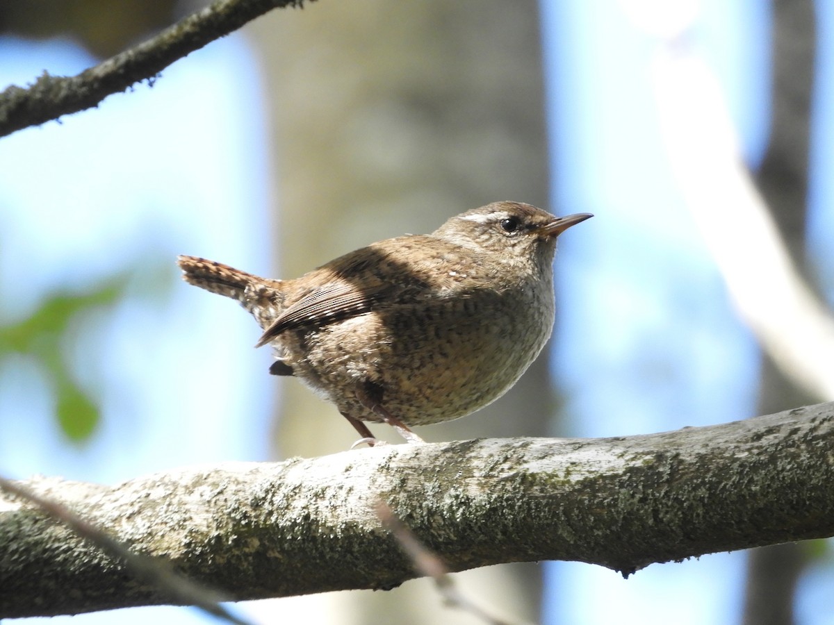 Eurasian Wren (Iceland) - ML460556751