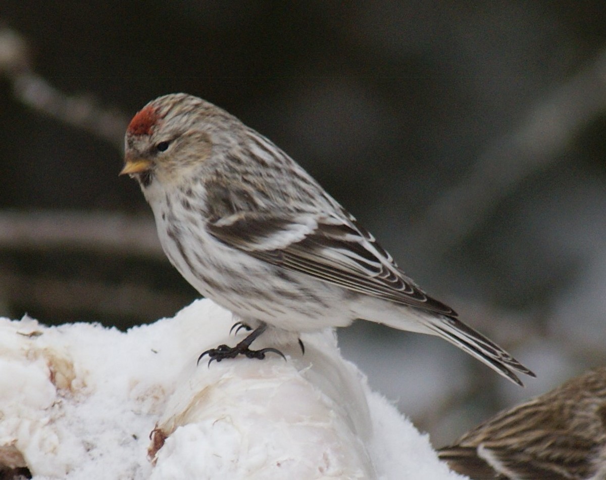 Hoary Redpoll - Robin Oxley 🦉