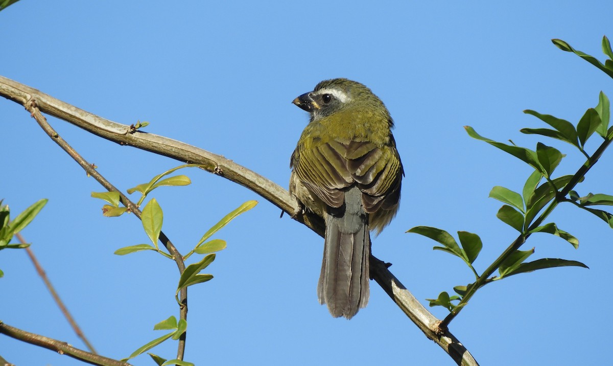 Green-winged Saltator - Luis Vescia