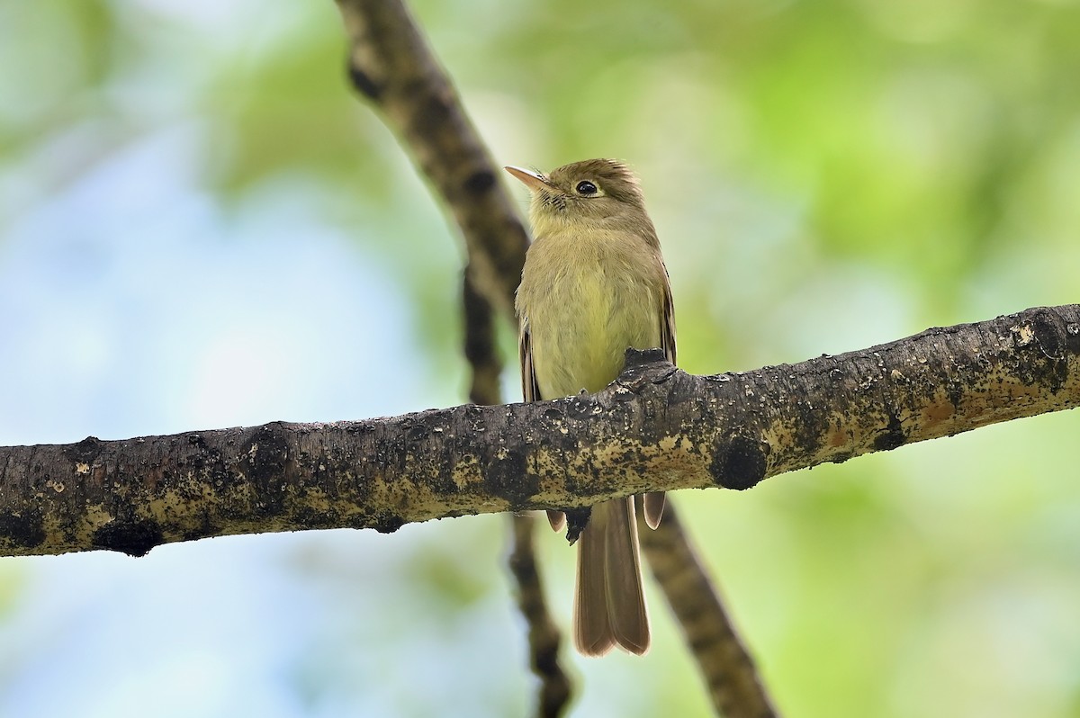 Western Flycatcher (Cordilleran) - ML460557241