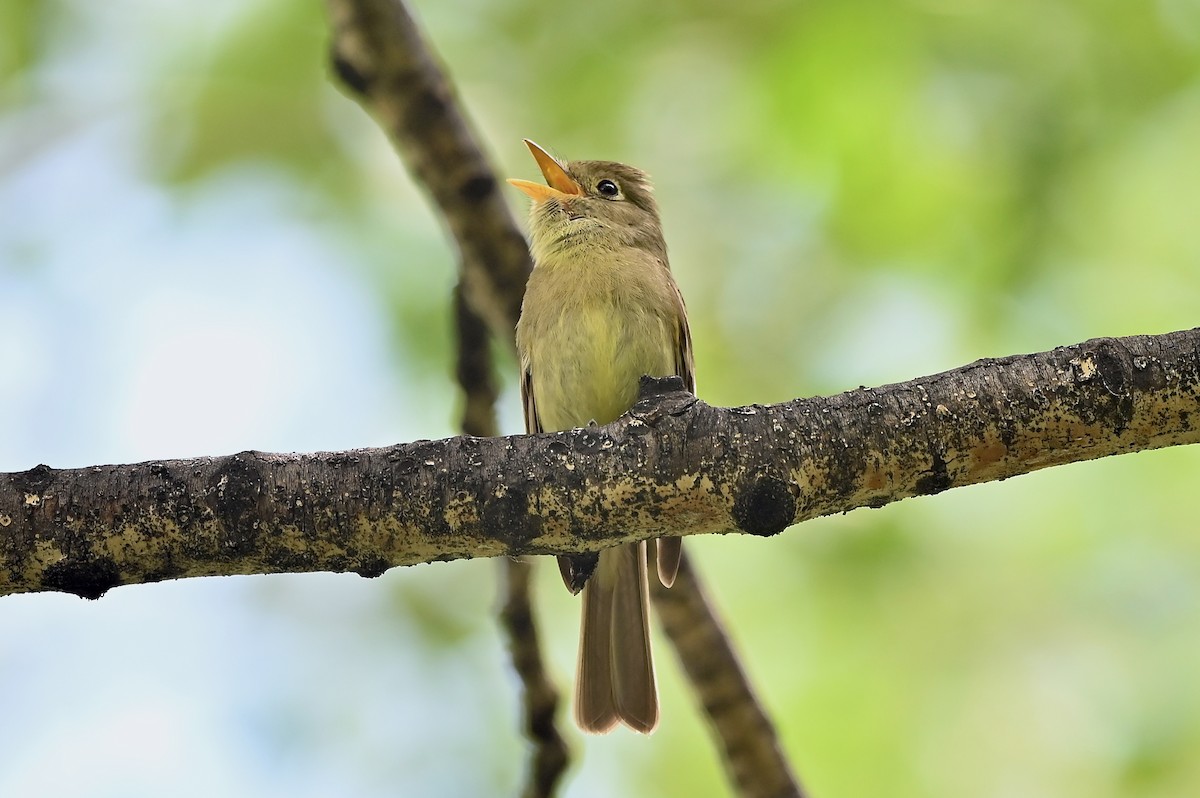 Western Flycatcher (Cordilleran) - ML460557251