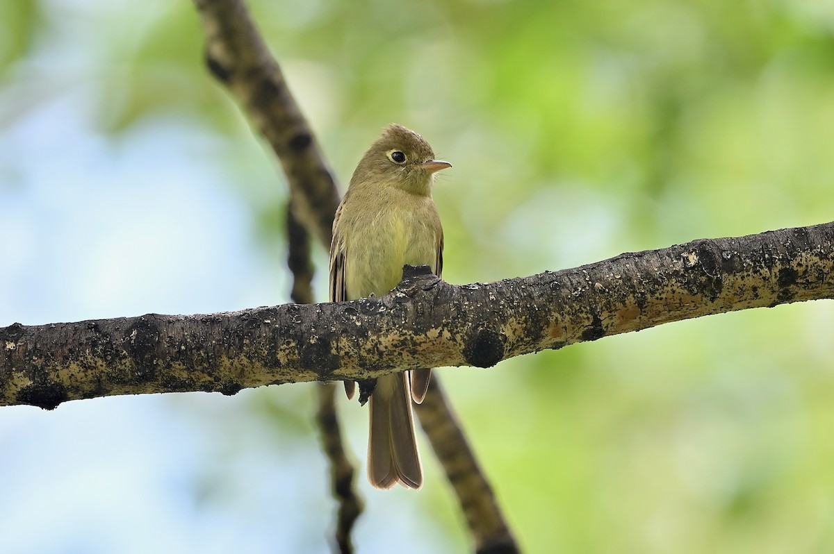 Western Flycatcher (Cordilleran) - ML460557261