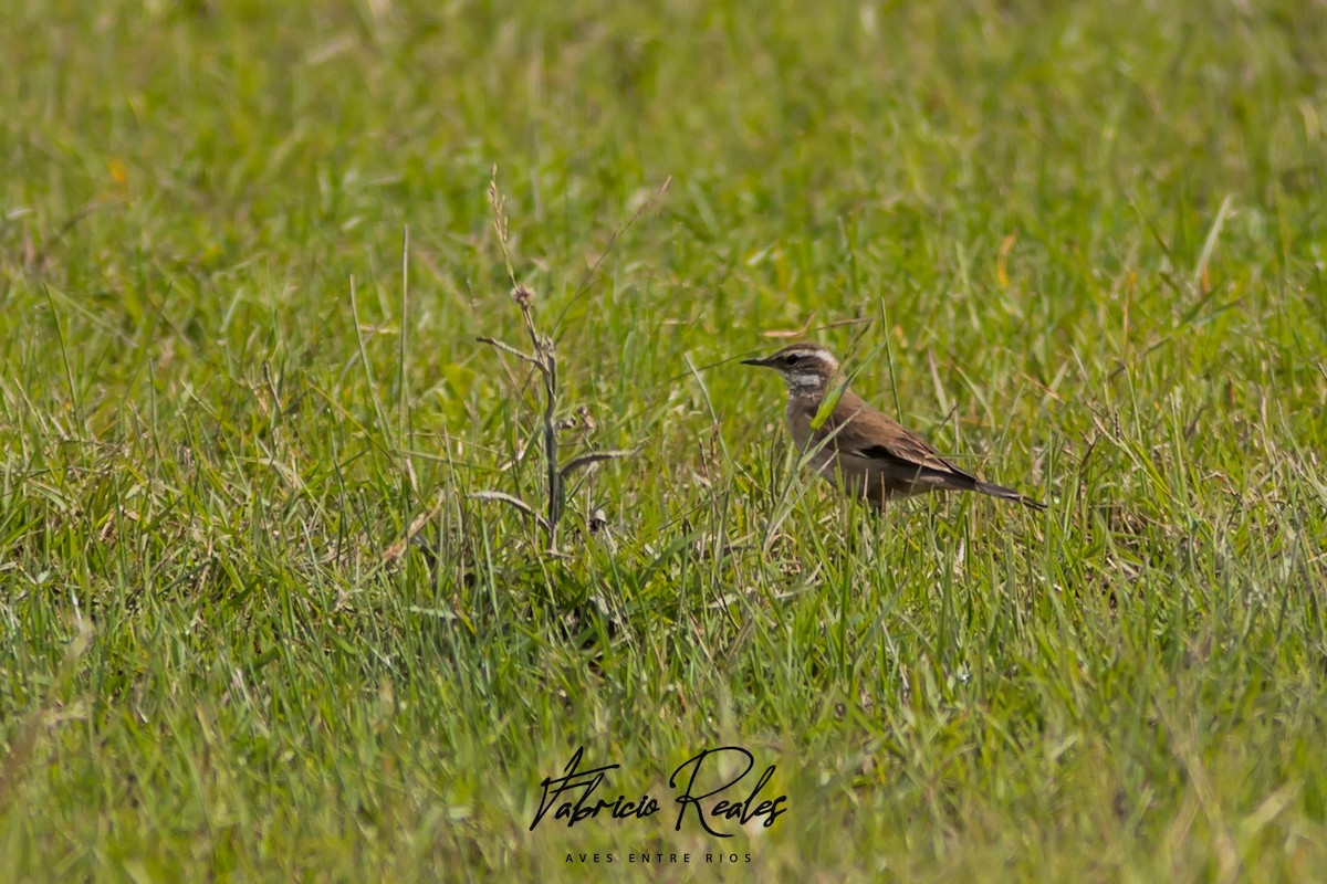 Buff-winged Cinclodes - Fabricio Reales